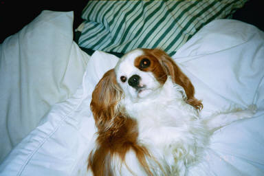 king_spaniel_of_the_bed.jpg